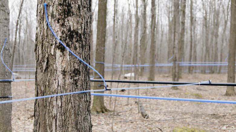 Forest with criss-crossing lines of blue tubing