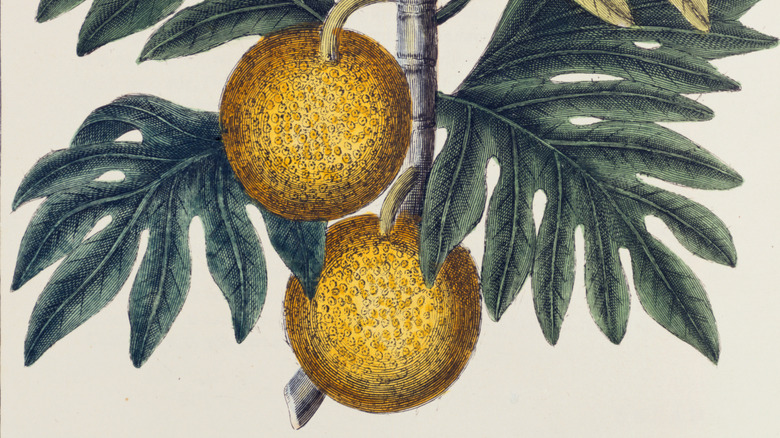 1798 botanical illustration of breadfruit growing on plant.