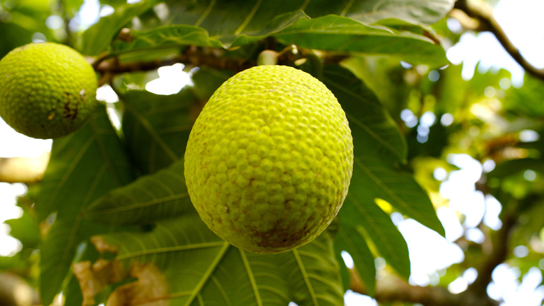 Whole breadfruit on tree in Tonga.