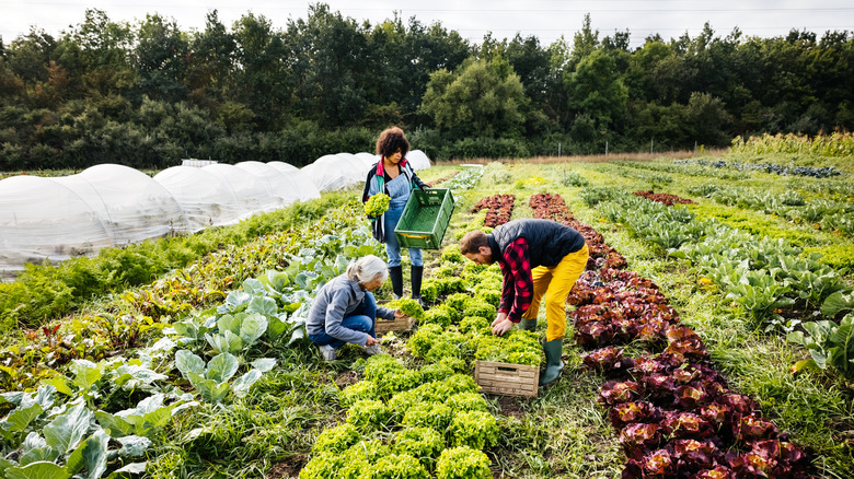 Three farmers harvesting crops