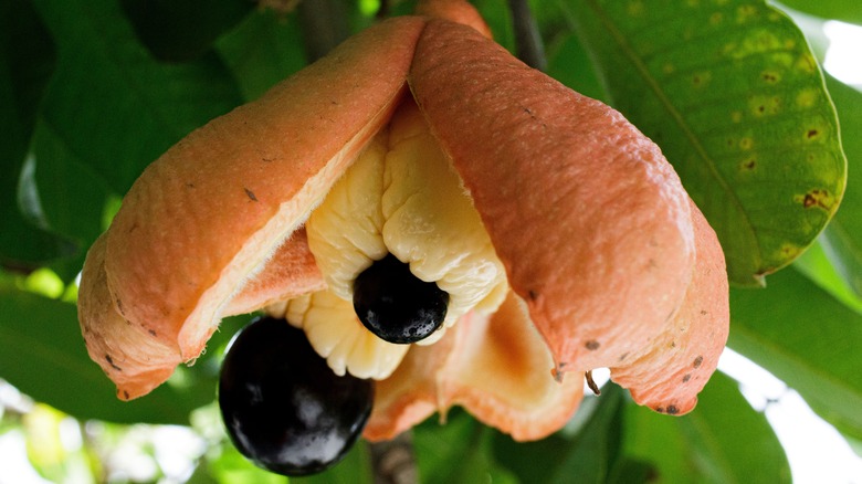 Ripe ackee fruit on a tree