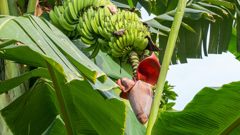 bananas growing from large banana blossom in tree