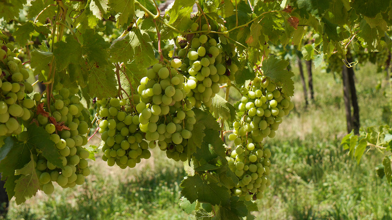 Grapes naturally growing in a vineyard