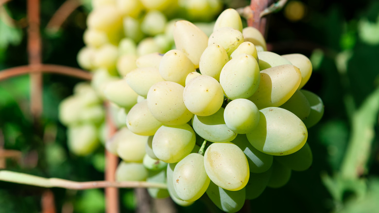 Grapes naturally growing in a vineyard