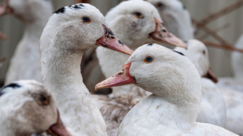 Group of ducks