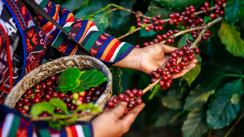 Person holding a coffee plant branch and a basket of coffee cherries