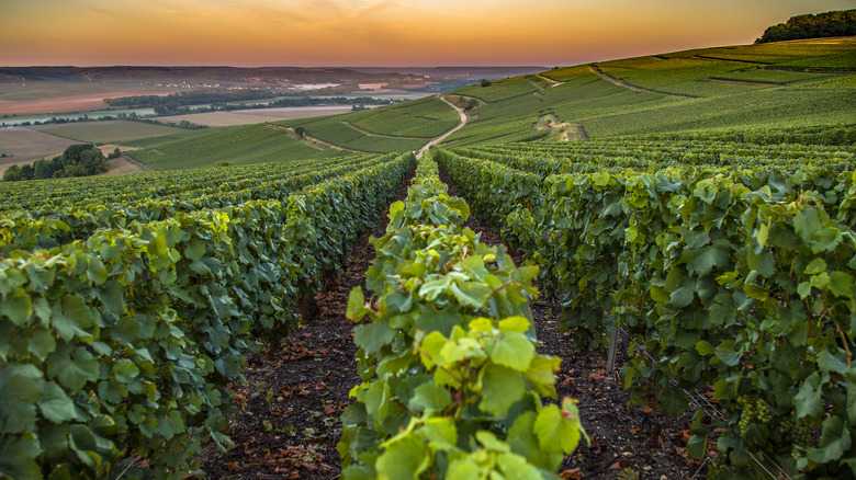 Vineyard in the Champagne region of France