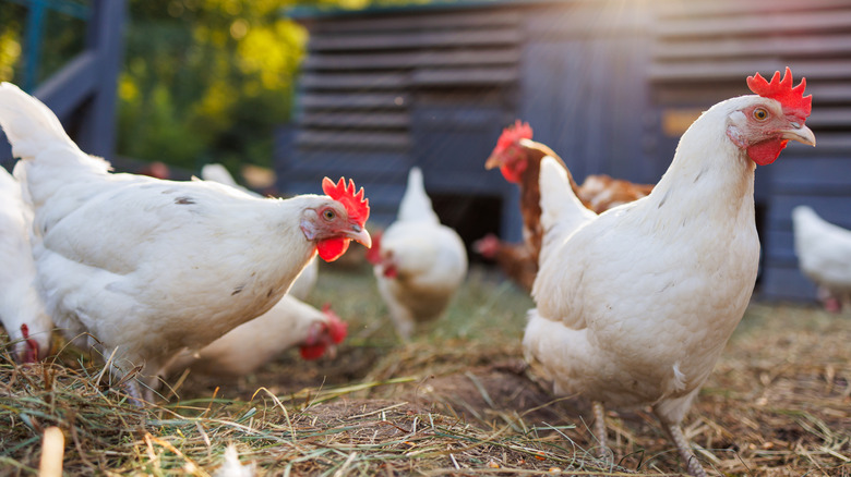 A group of free range chickens.