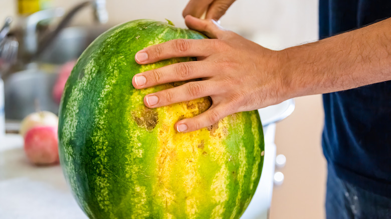 A man cuts a watermelon with a yellow field spot