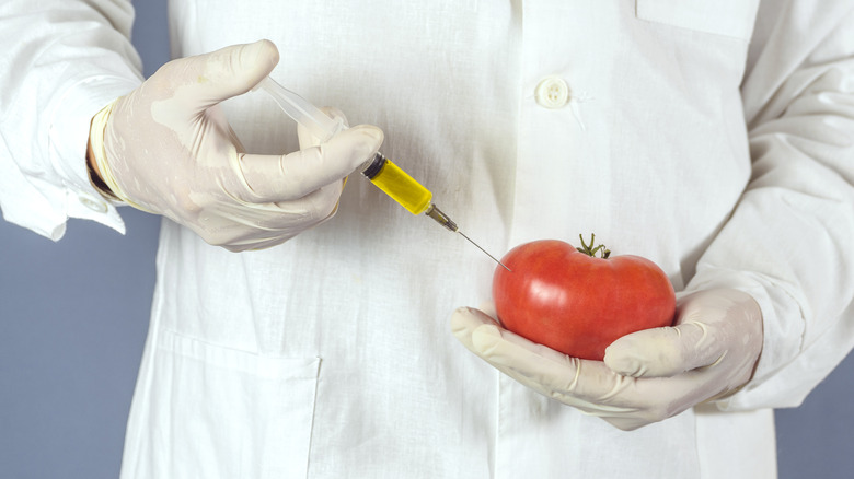 tomato getting injected with preservatives