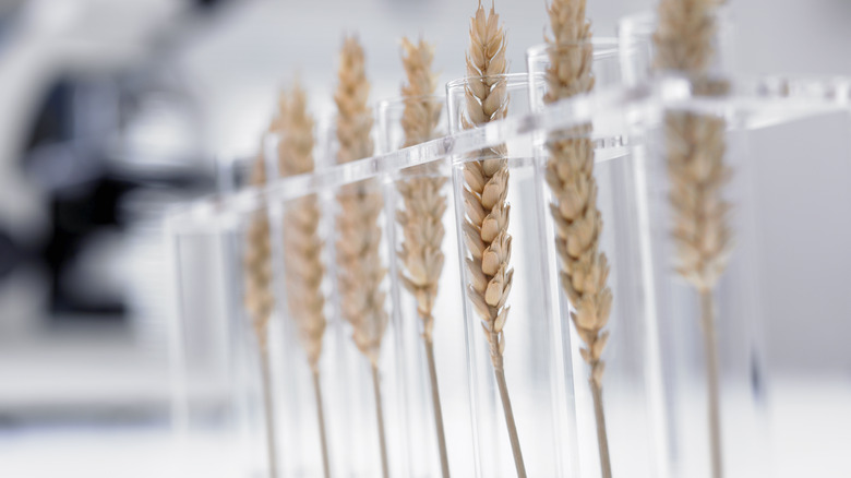 wheat stalks in test tubes