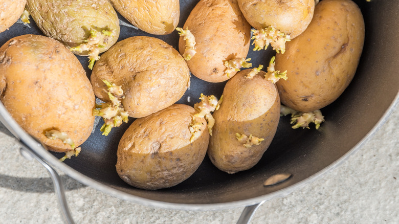 wrinkled, sprouting potatoes in pot