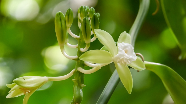 Close-up of orchid blossom