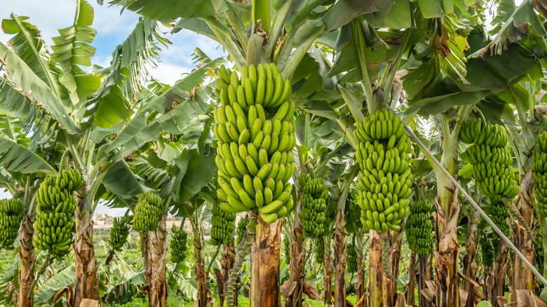 Green bunch of bananas growing on tree.