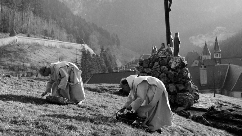 Black and white photo of monks picking herbs. 