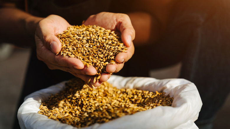 Barley malt in hands over bag