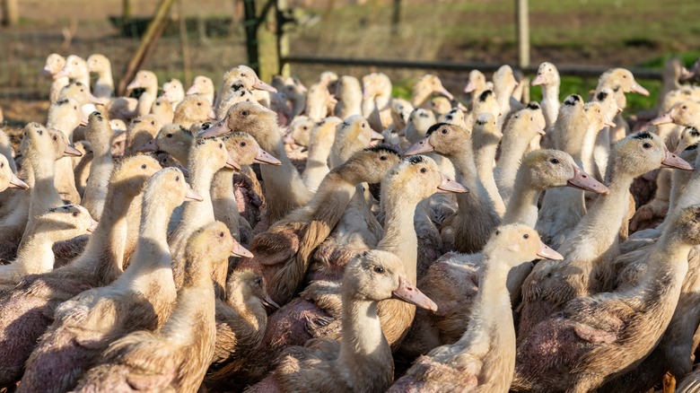 ducks being bred for foie gras