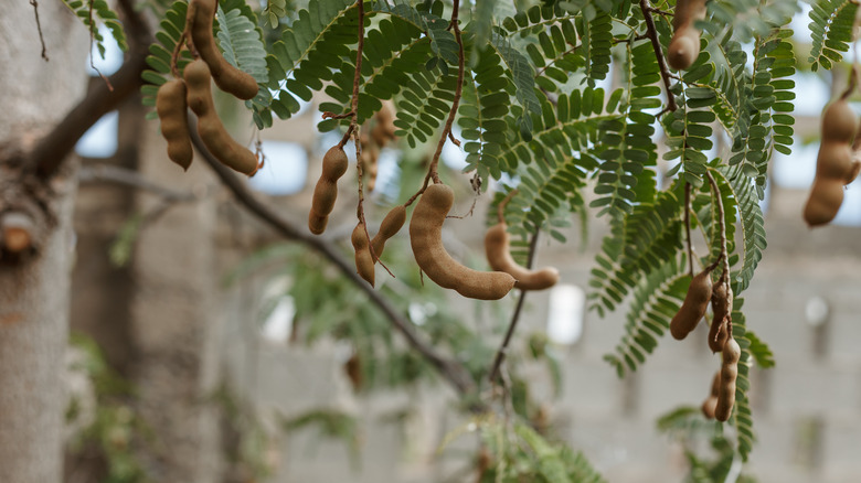 tamarind pods hanging from tree