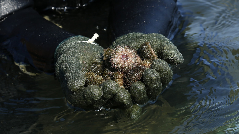 Sea urchins in a diver's hands