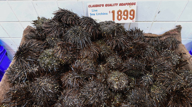 Live sea urchins at a market