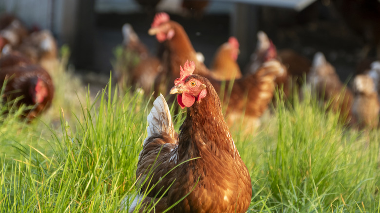 Focus on a brown free range chicken with others in the background