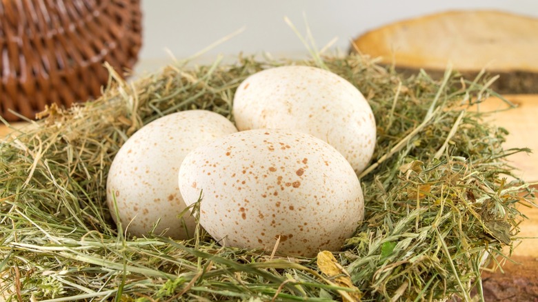 Three turkey eggs in nest