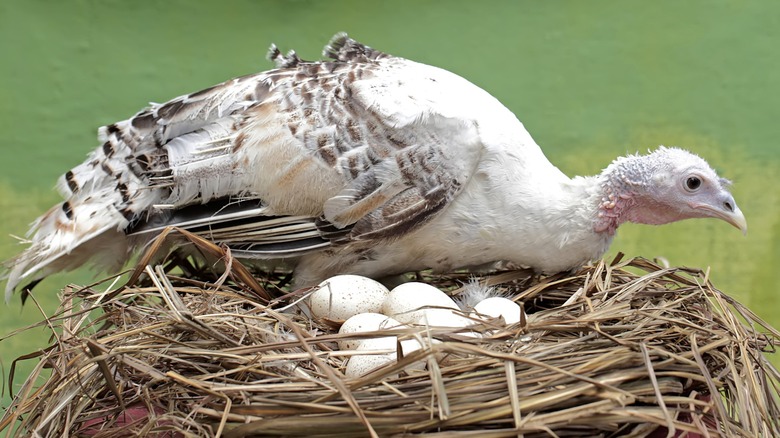 Turkey on nest incubating eggs