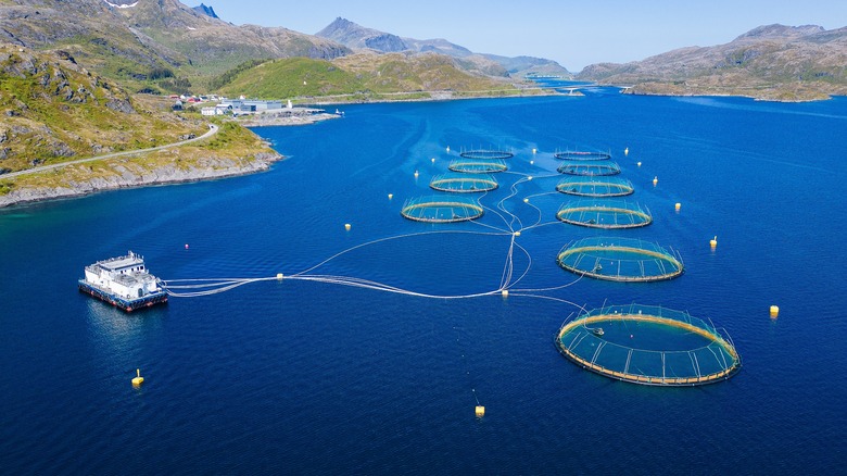 Industrial salmon farm in Norway