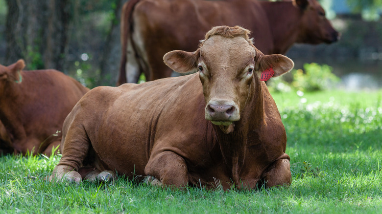 red wagyu bull in pasture