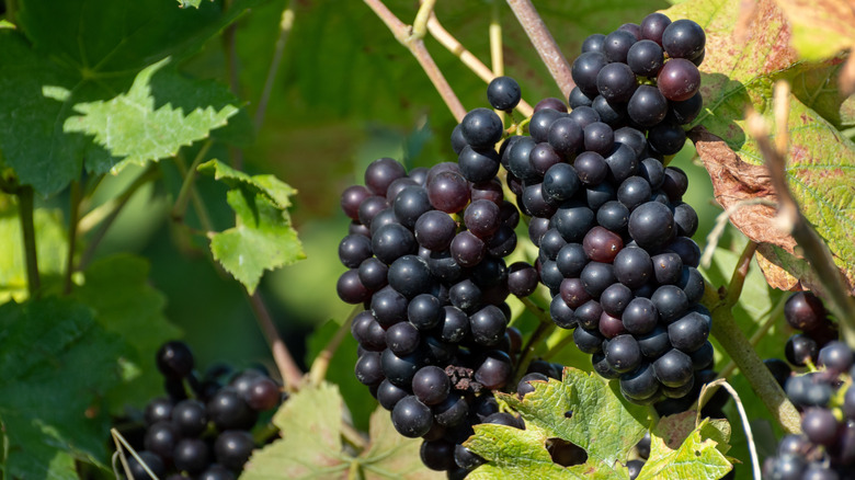 Pinot Noir grapes on the vine