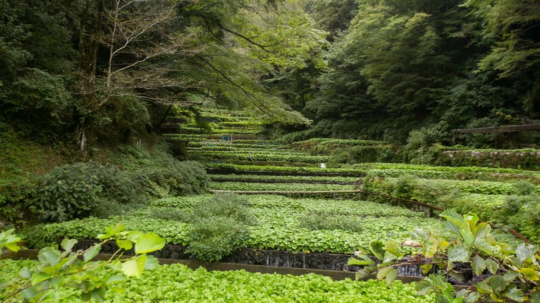 Tiered wasabi crops with flowing water in Japan