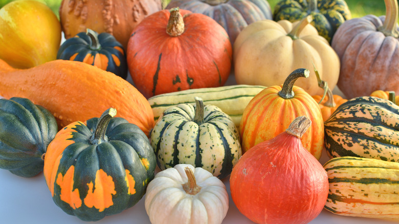 Collection of a variety of winter squash.