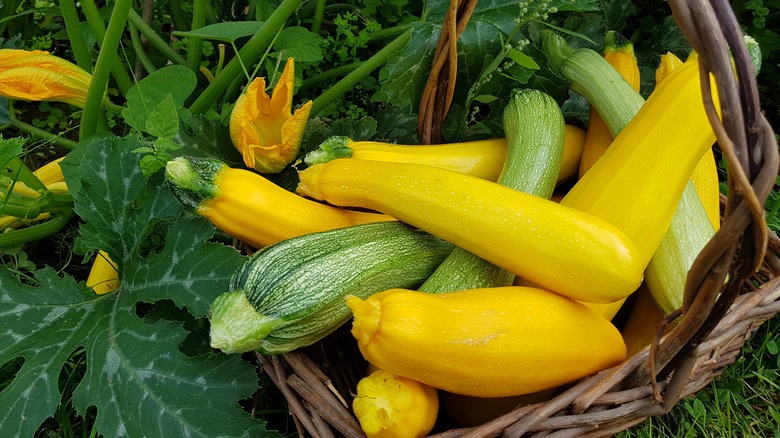 Freshly picked zucchini in a wooden basket.