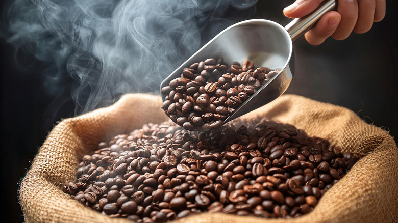 Scoop of roasted coffee beans coming out of a bag