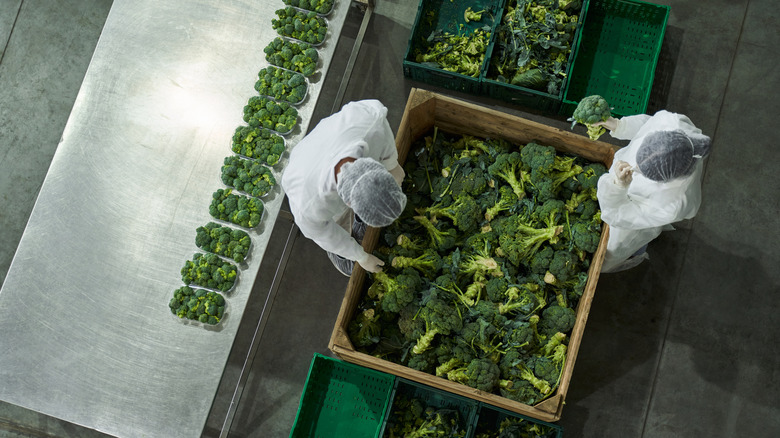 broccoli being sorted in warehouse