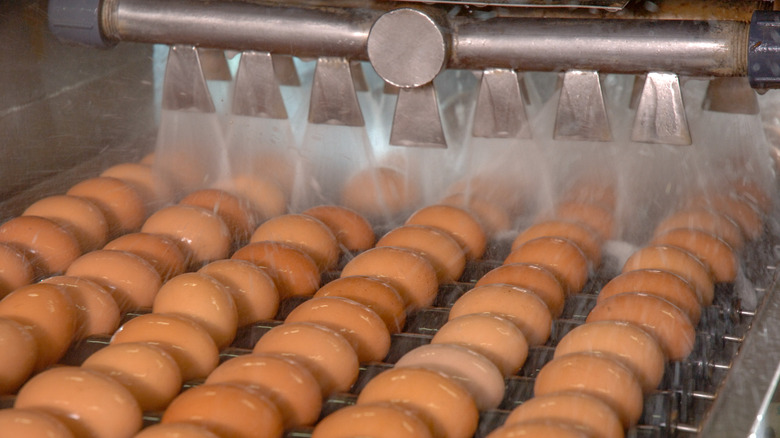 eggs being washed at a processing plant