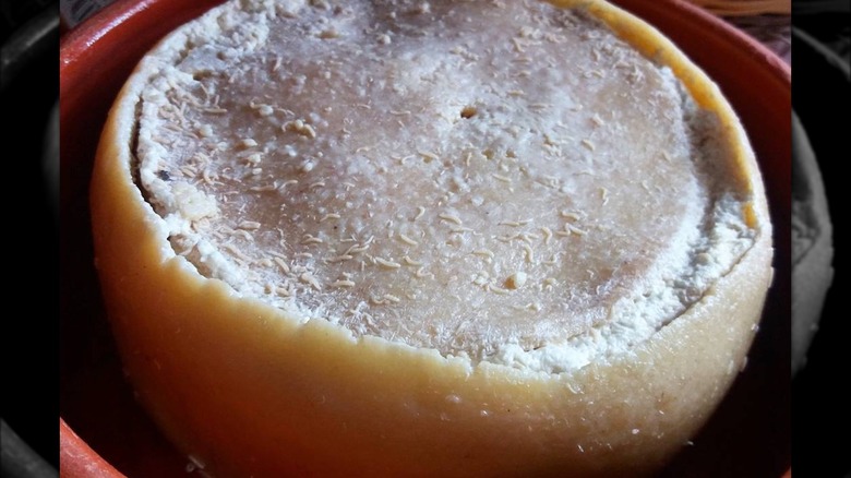 Sardinian casu marzu