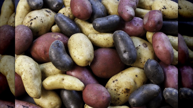 a variety of potatoes